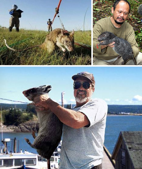 giant-rats.jpg